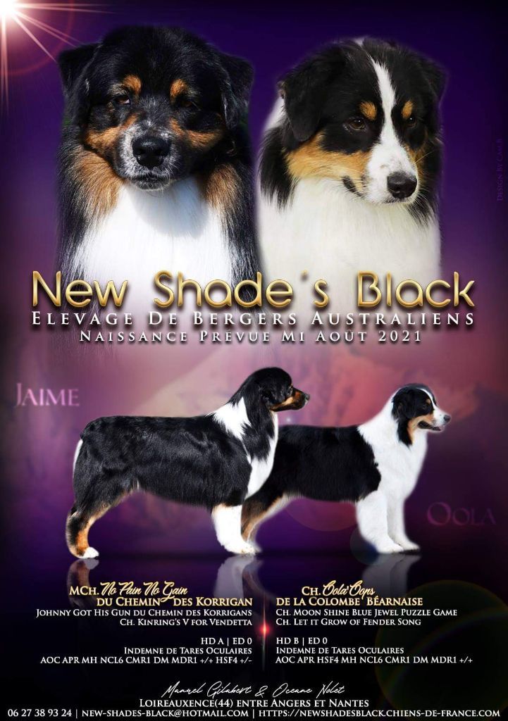 New Shade's Black - Berger Australien - Portée née le 16/08/2021