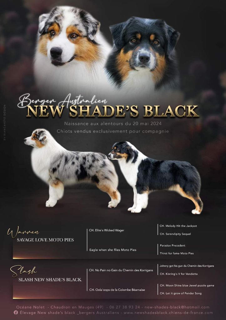 chiot Berger Australien New Shade's Black