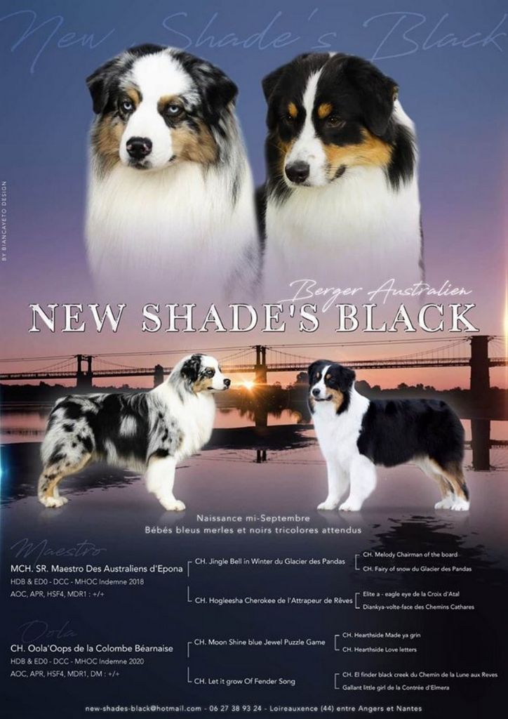 New Shade's Black - Berger Australien - Portée née le 16/09/2020